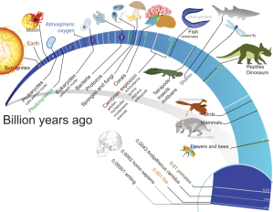 800px-Timeline_evolution_of_life.svg