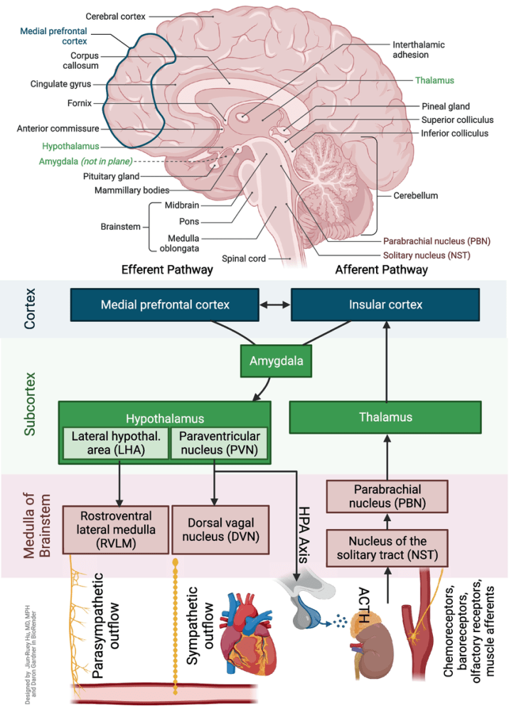 رسم توضيحي للمسارات العصبية بين القلب والدماغ