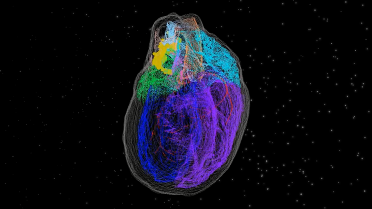 الخلايا العصبية في القلب